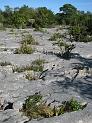 Plants growing in grikes